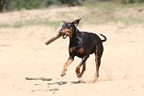 DOBERMANN 856